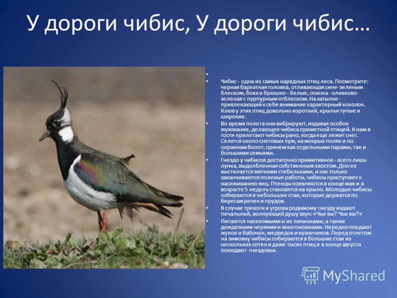 ПЕСНЯ У ДОРОГИ ЧИБИС МИНУСОВКА СКАЧАТЬ БЕСПЛАТНО ПЕСНЯ У ДОРОГИ ЧИБИС МИНУСОВКА СКАЧАТЬ БЕСПЛАТНО
