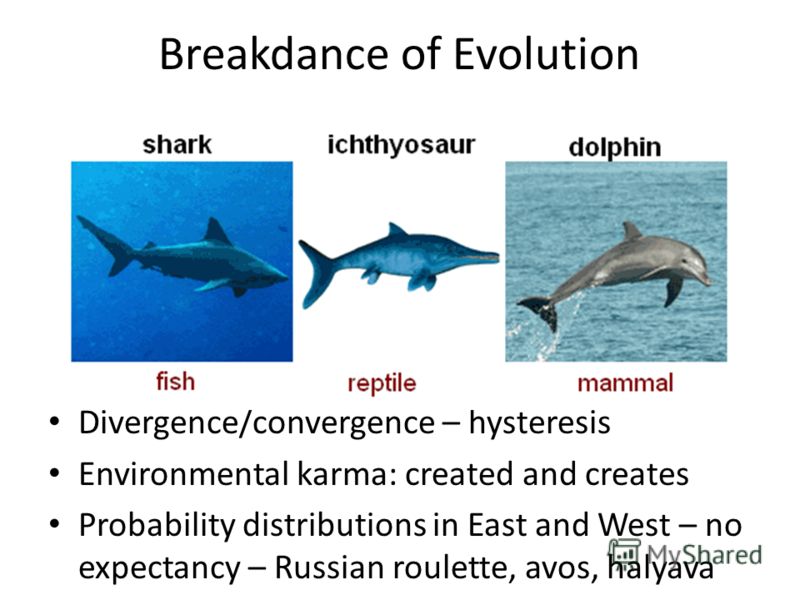 Breakdance of Evolution Divergence/convergence – hysteresis Environmental karma: created and creates Probability distributions in East and West – no expectancy – Russian roulette, avos, halyava