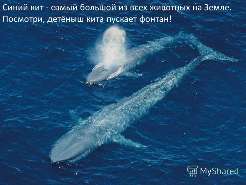 Синий кит - самый большой из всех животных на Земле. Посмотри, детёныш кита пускает фонтан!