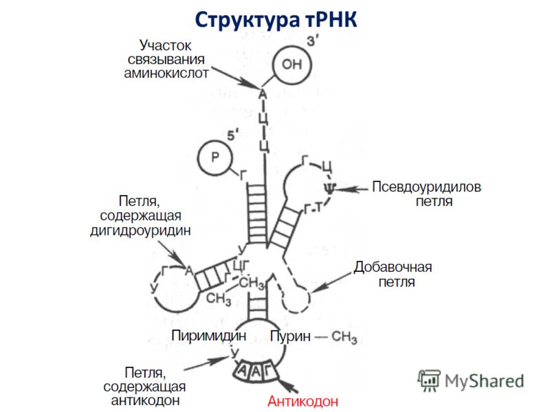 Структура тРНК