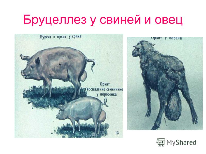 Бруцеллез у свиней и овец