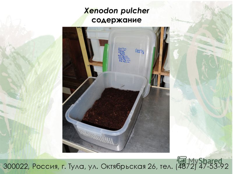 Xenodon pulcher содержание