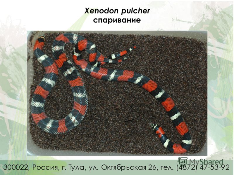 Xenodon pulcher спаривание