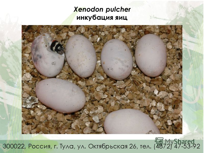 Xenodon pulcher инкубация яиц
