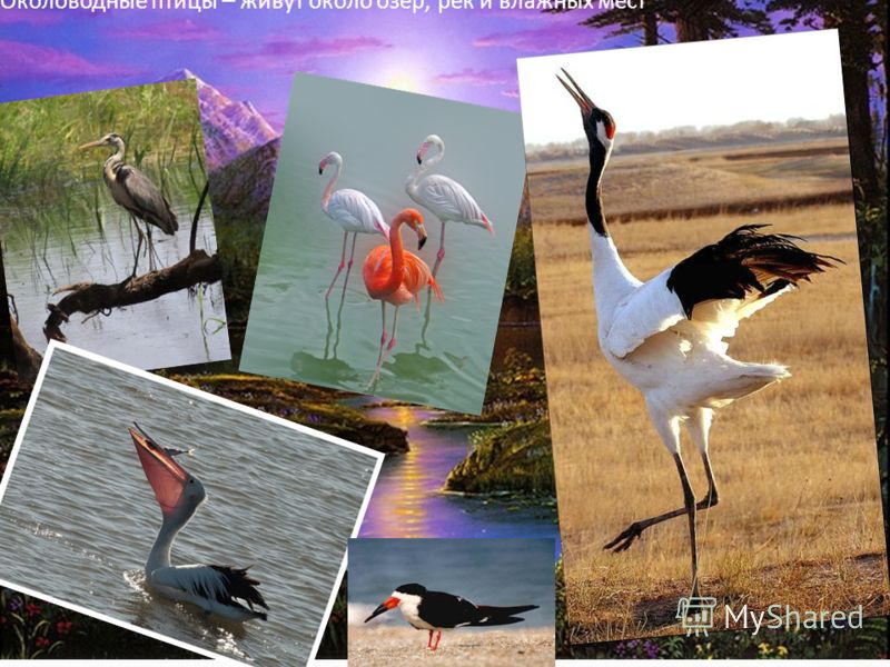 Околоводные птицы – живут около озер, рек и влажных мест