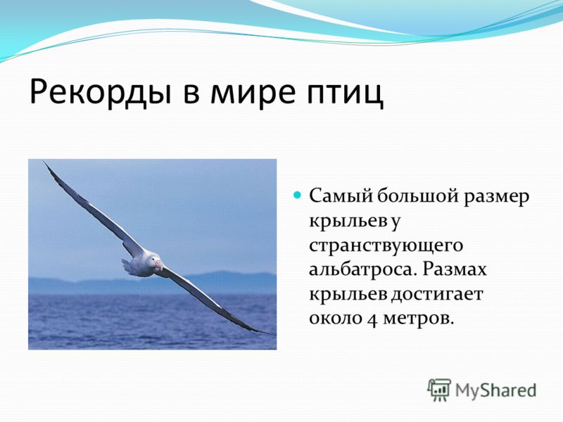 Самый большой размер крыльев у странствующего альбатроса. Размах крыльев достигает около 4 метров.
