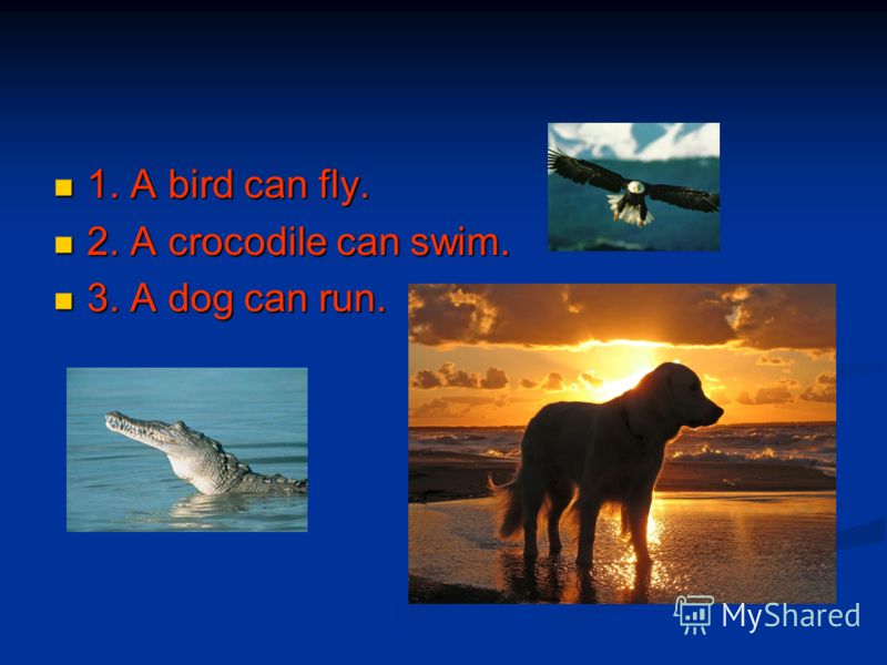 1. bird A can fly. 1. bird A can fly. 2. A swim can crocodile. 2. A swim can crocodile. 3. can A run dog. 3. can A run dog.