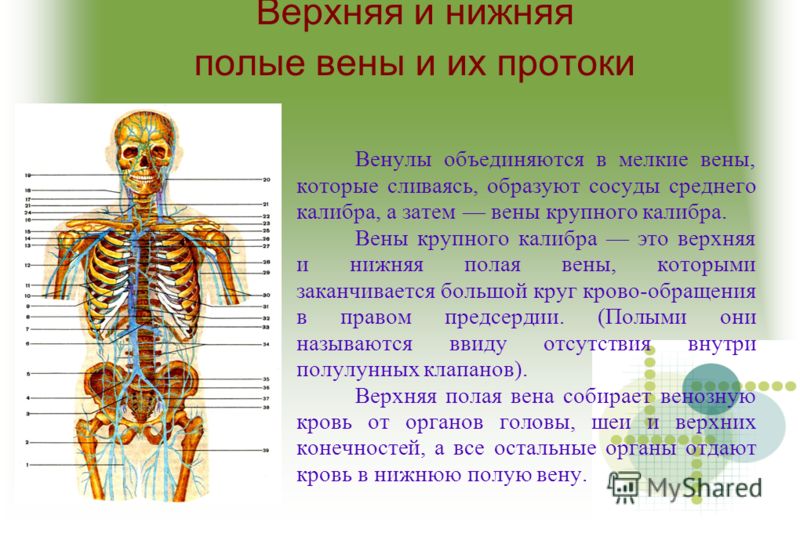 Иван чай при варикозе