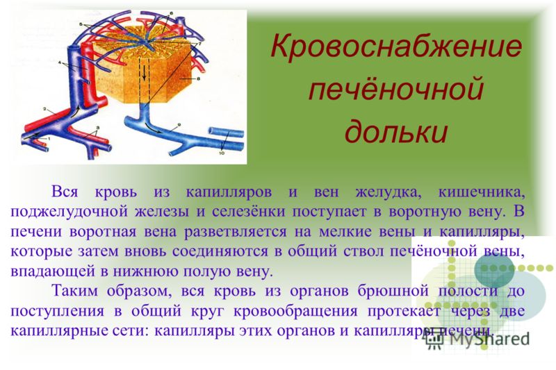 курсовая работа на тему диарея органов пищеварения