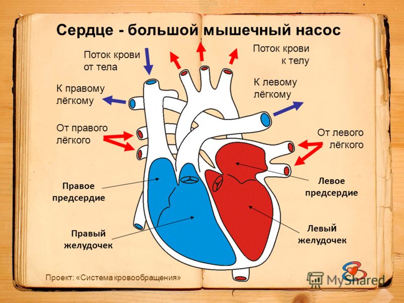 Строение камер сердца человека схема круги кровообращения Строение камер сердца человека схема круги кровообращения