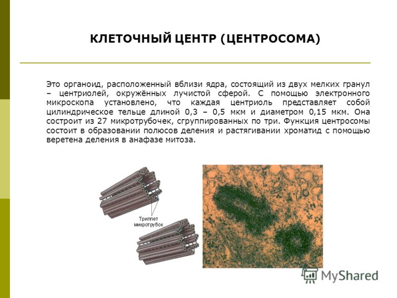 Центриоли В Клетке - 75 фото