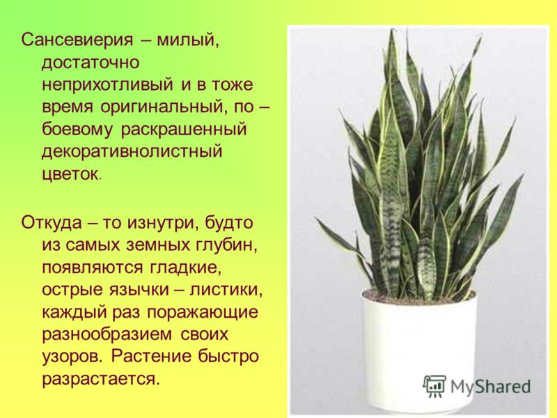 Цветок с листьями как у чеснока Цветок с листьями как у чеснока