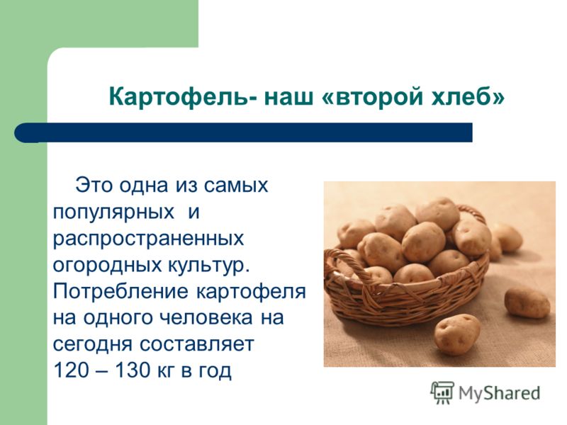 Почему картофель называют вторым хлебом Почему картофель называют вторым хлебом