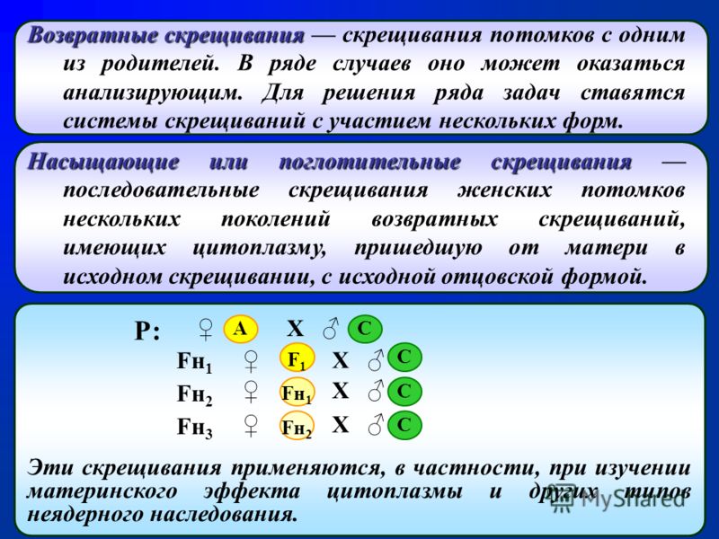 Анализирующее дигибридное скрещивание схема
