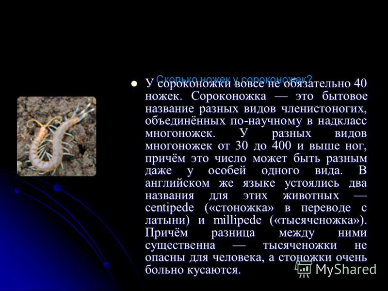 виды сороконожек фото и название