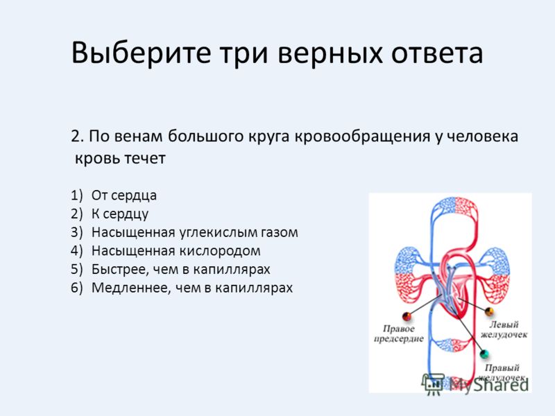 Житель вены как называется