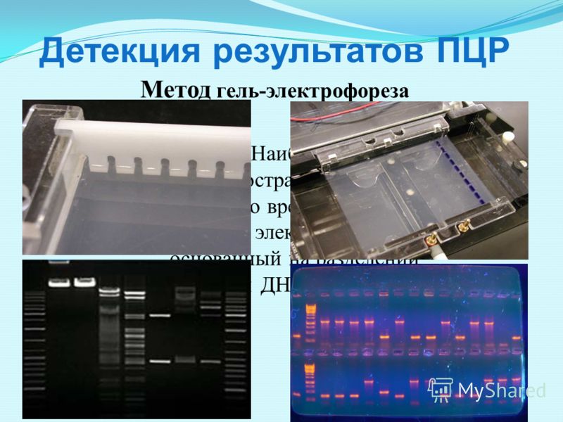 pcr and gel electrophoresis This module introduces gel electrophoresis principles and applications for genetics and plant breeding in text, animation, and video formats. pcr and gel electrophoresis This module introduces gel electrophoresis principles and applications for genetics and plant breeding in text, animation, and video formats.