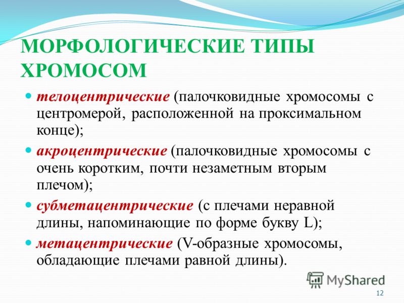 Презентация на тему "Хромосомы" - скачать презентации по Биологии - скачать през