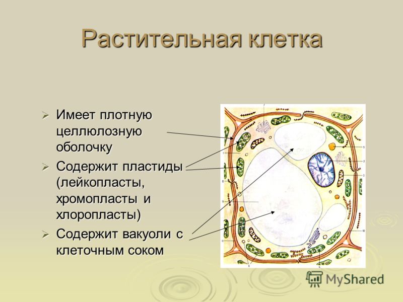 Передвижение жгутики реснички Передвижение жгутики реснички