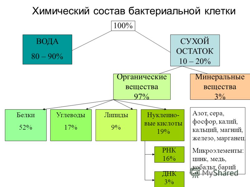 Лекция по теме Общая морфология и химический состав клеток