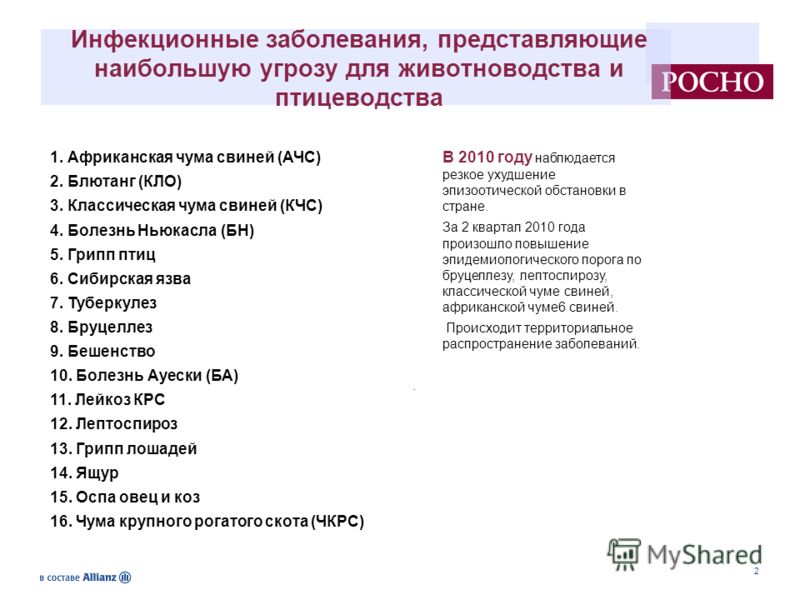 Презентацию на тему чума свиней