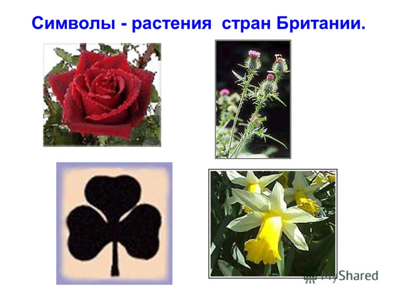 Проект растения символы разных стран 5 класс