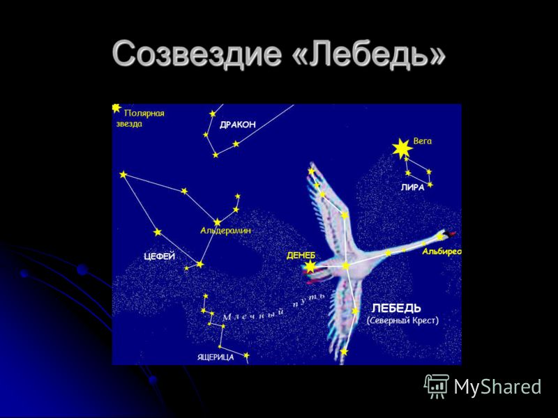 Созвездие лебедь поделки Созвездие лебедь поделки