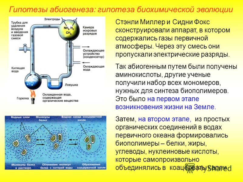Теория Биохимической Эволюции Реферат Теория Биохимической Эволюции Реферат