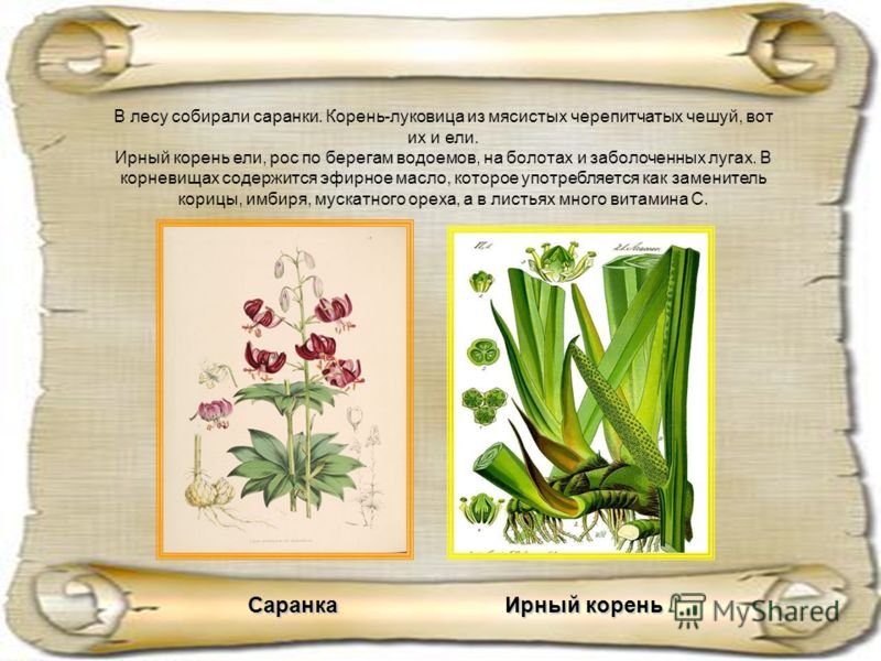 Презентация приготовления борща
