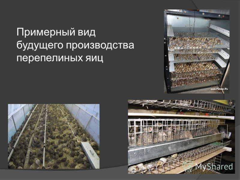 скачать бизнес план по производству яиц скачать бизнес план по производству яиц