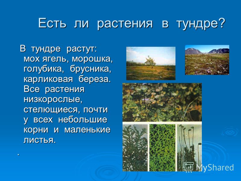 Есть ли растения в тундре? Есть ли растения в тундре? В тундре растут: мох ягель, морошка, голубика, брусника, карликовая береза. Все растения низкорослые, стелющиеся, почти у всех небольшие корни и маленькие листья. В тундре растут: мох ягель, морош