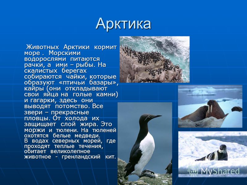 Доклад о животном арктики 4 класс
