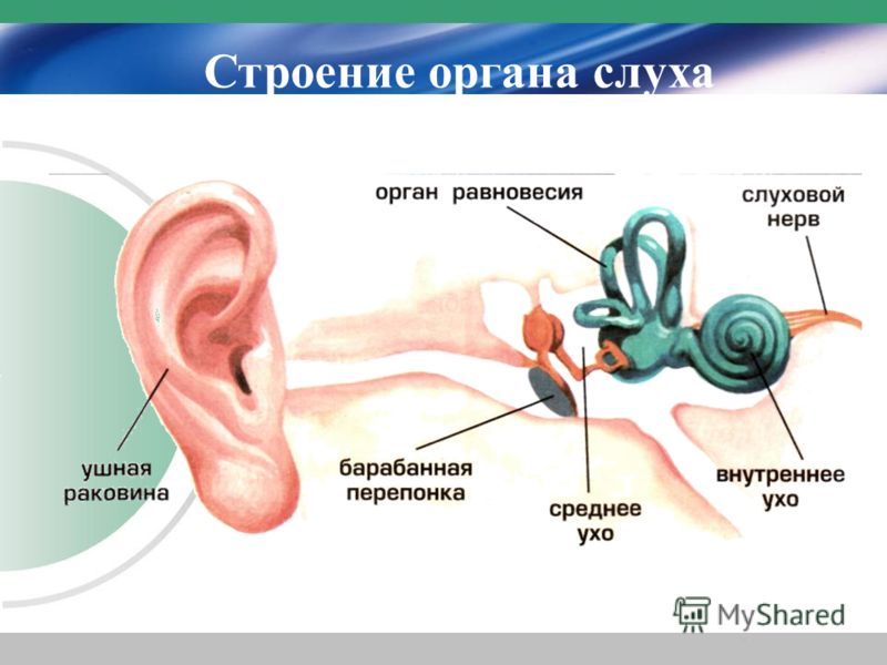 Органы чувств: орган зрения - глаз орган слуха - ухо; орган обоняния- нос; орган вкуса – язык; орган осязания – кожа; орган равновесия