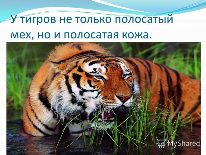 У тигров кожа полосатая или только мех У тигров кожа полосатая или только мех