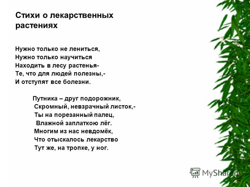 Стих про все лекарственные растения Стих про все лекарственные растения