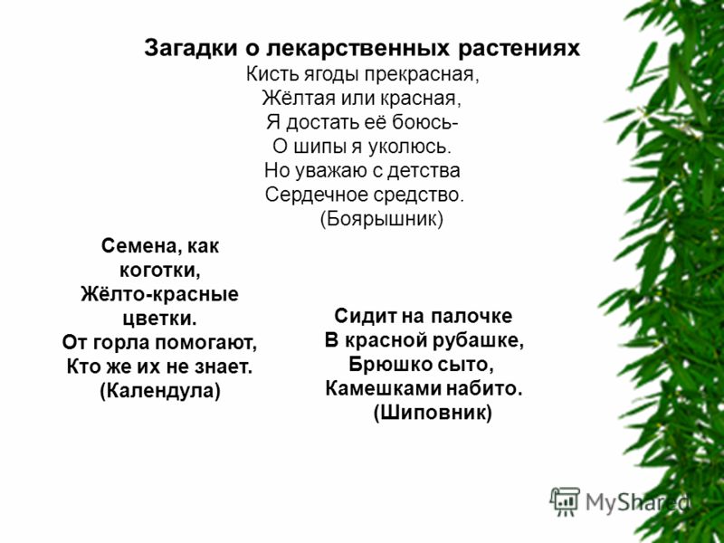 Стих про все лекарственные растения Стих про все лекарственные растения