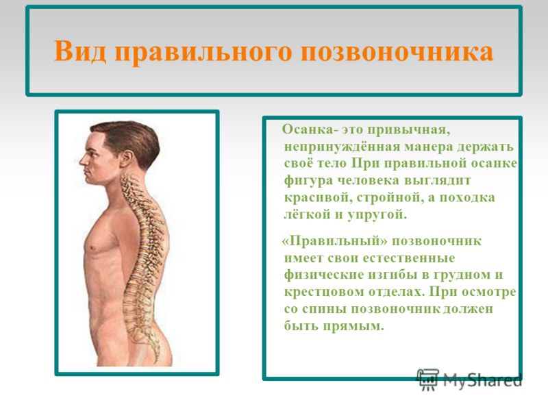 Как должен выглядеть позвоночник Правильный позвоночник фото - Profhobby.ru