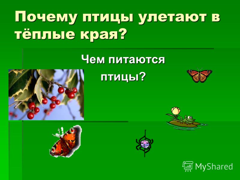 Почему птицы улетают в теплые края на зиму Почему птицы улетают в теплые края на зиму