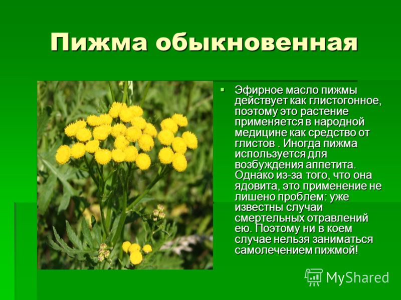 пижма и полінь от глистов пижма и полінь от глистов