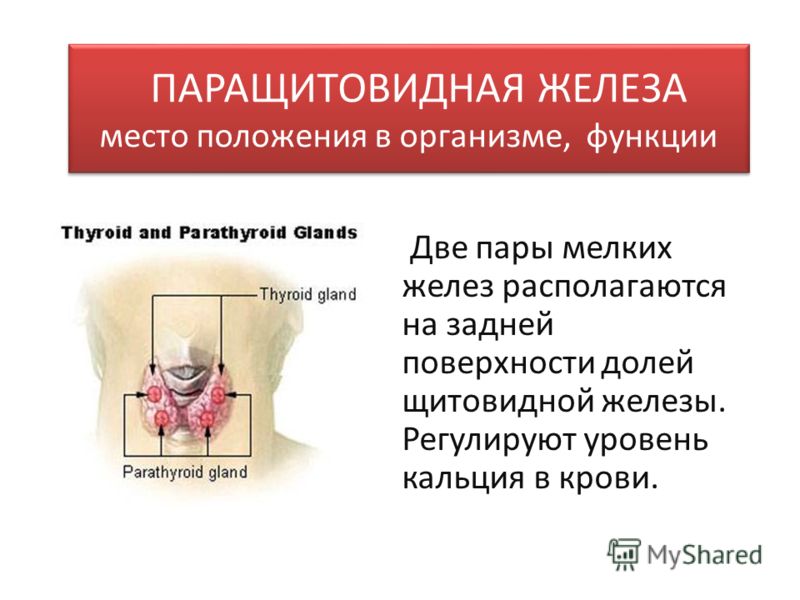 Паращитовидная железа картинки (47 фото)