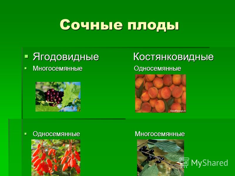 FLORANIMAL - растения и животные Семена и саженцы ОТ СИДОРКИНА