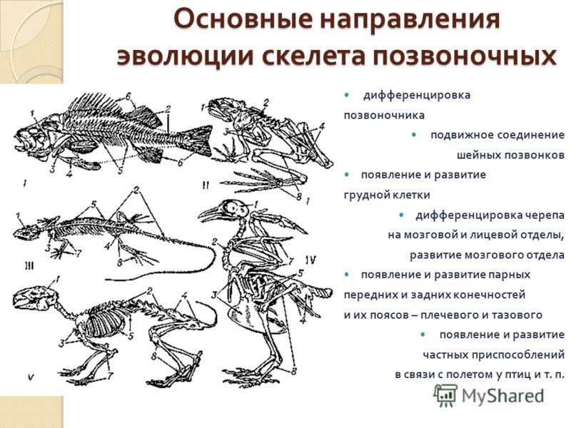 Основные направления эволюции зубов позвоночных, смешные тесты для друзей и вольво хс70 в наличии в москве Основные направления эволюции зубов позвоночных