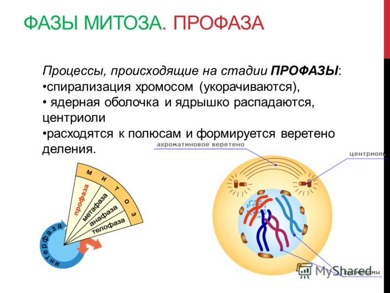 Профаза характеристика процессов таблица Презентация на тему: "ЭПИГРАФ Спорьте, ошибайтесь, заблуждайтесь, но, ради Бога,