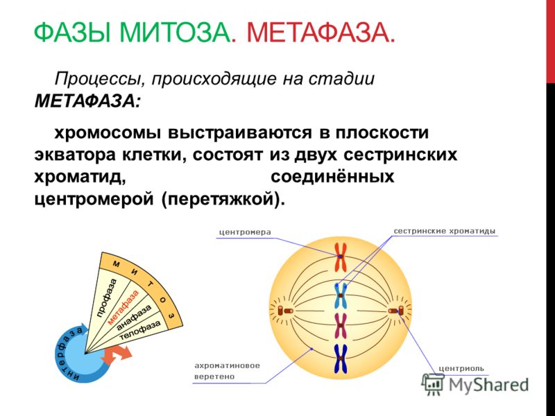 Метафаза 1 характеристика фазы расположение хромосом Метафаза митоза картинка - Olphoto.ru