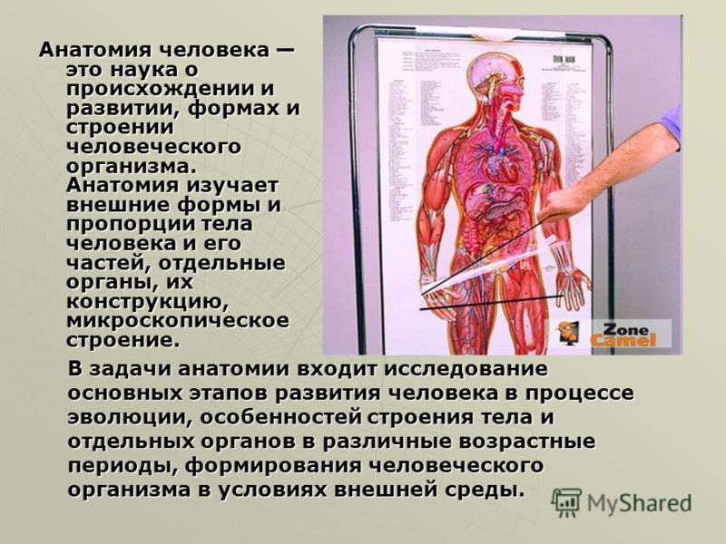 Рисунки человека его частей тела Рисунки человека его частей тела