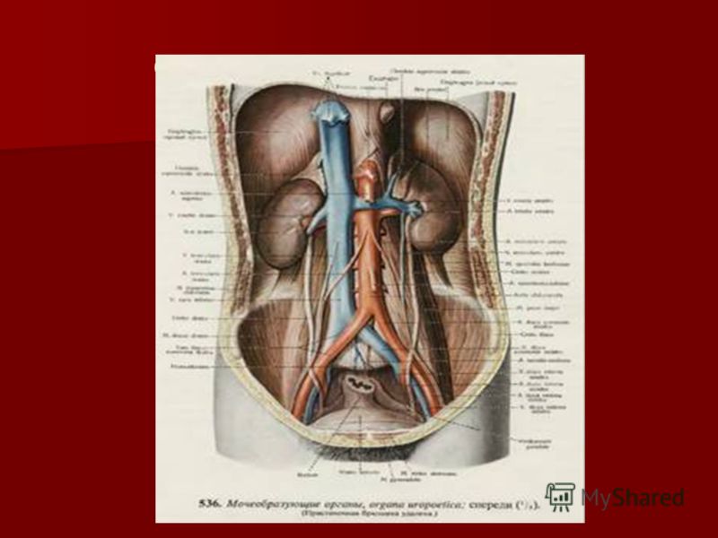 Курсовая работа: Анатомия и физиология почек человека