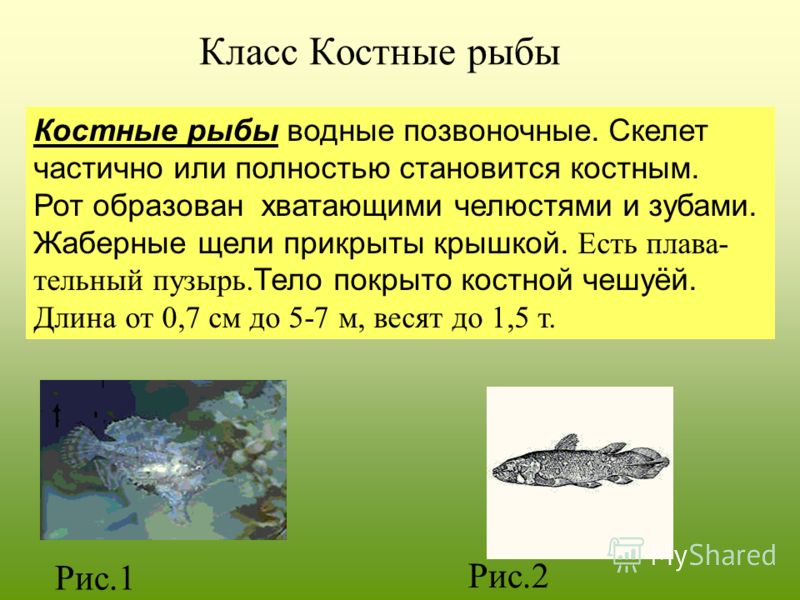 Класс Хрящевые рыбы Хрящевые рыбы(Chondrichthyes), появились в глубокой древности. Челюсти образованы костями первой жаберной дуги. Хрящевые рыбы имеют выраженное рыло рострум. Скелет слабый, не окостеневший, хрящевой.Отсутствуют жаберные крышки и пл