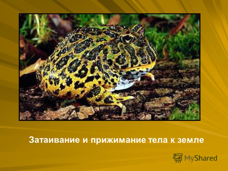 паразиты от рыбы у человека паразиты от рыбы у человека
