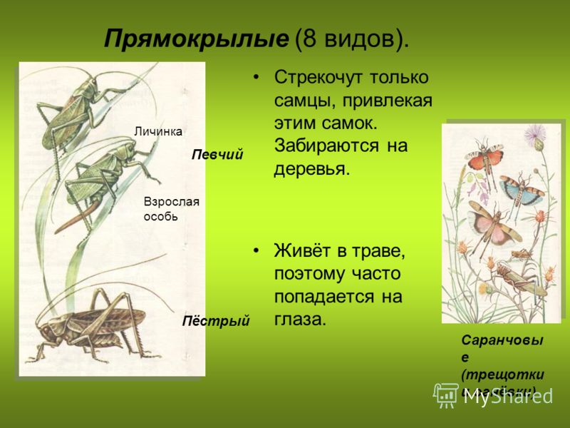 Пошагово длинная коса Пошагово длинная коса