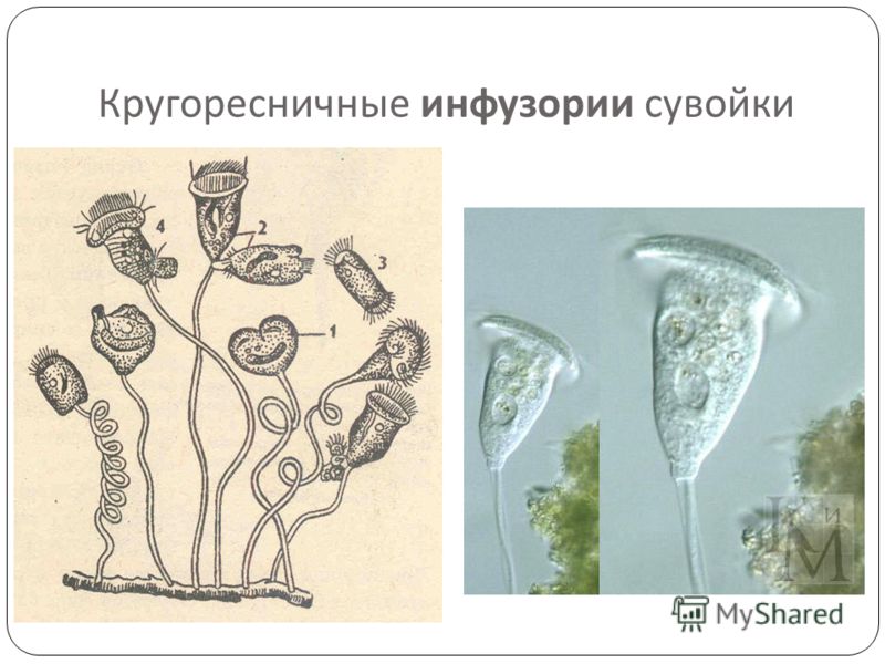 Кругоресничная инфузория Кругоресничная инфузория